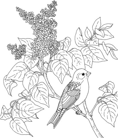 New Hampshire Purple Finch And Purple Lilac Coloring Page